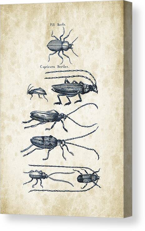 Beetle Canvas Print featuring the digital art Insects - 1792 - 03 by Aged Pixel