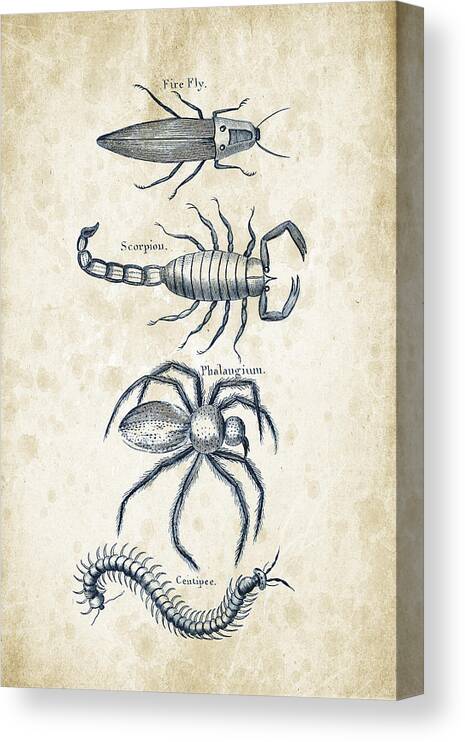 Spider Canvas Print featuring the digital art Insects - 1792 - 19 by Aged Pixel
