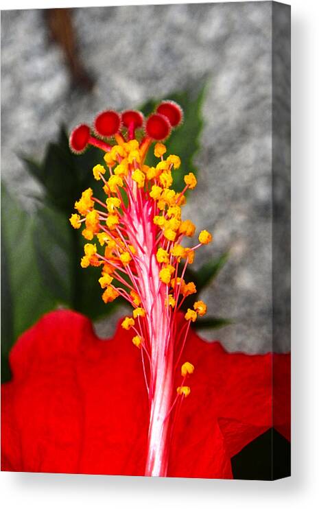 Hibiscus Canvas Print featuring the photograph Inside Out of the Hibiscus by Judy Hall-Folde