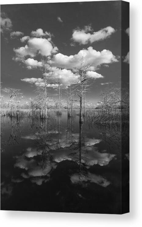 Black Canvas Print featuring the photograph Into The Everglades by Debra and Dave Vanderlaan