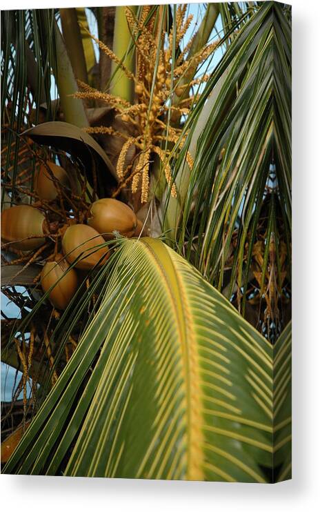 Palm Trees Canvas Print featuring the photograph Into the Palm by Lori Mellen-Pagliaro