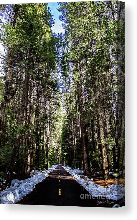 Landscape Canvas Print featuring the photograph Into the Woods by Adam Morsa