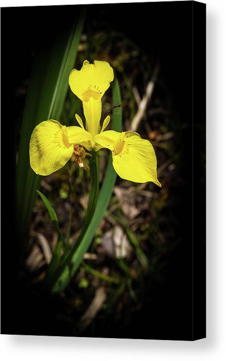 Iris Canvas Print featuring the photograph Iris of the marshes - 1 by Paul MAURICE