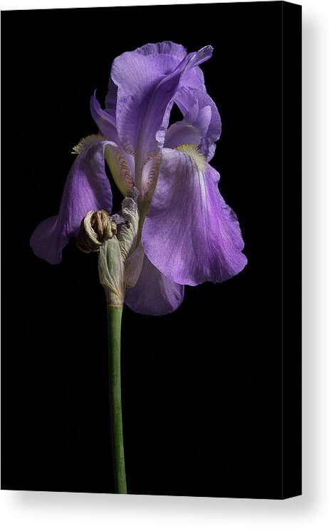 Purple Iris Canvas Print featuring the photograph Iris Series 1 by Mike Eingle