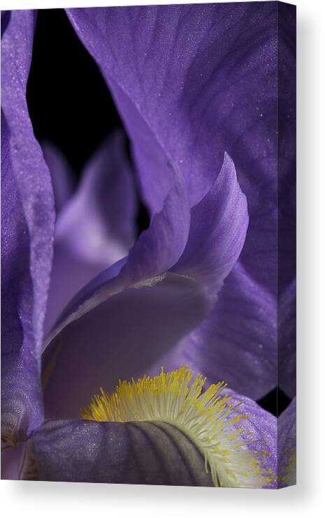 Purple Iris Canvas Print featuring the photograph Iris Series 2 by Mike Eingle