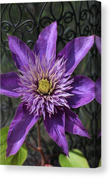 Abundant Canvas Print featuring the photograph Iron Swirl Clematis by Tammy Pool
