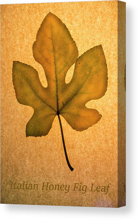 Italian Honey Fig Leaf Canvas Print featuring the photograph Italian Honey Fig Leaf 4 by Frank Wilson
