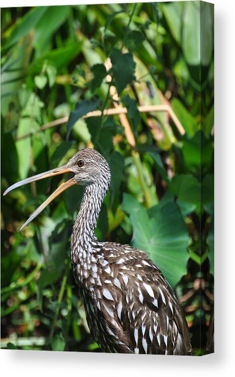 Marbled Godwit Canvas Print featuring the photograph It's a jungle out there by Rose Hill