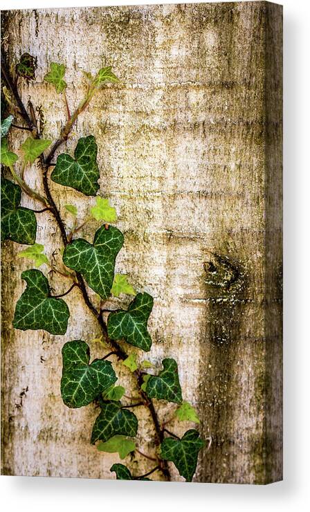 Ivy Canvas Print featuring the photograph Ivy on the Fence Post by Susie Weaver