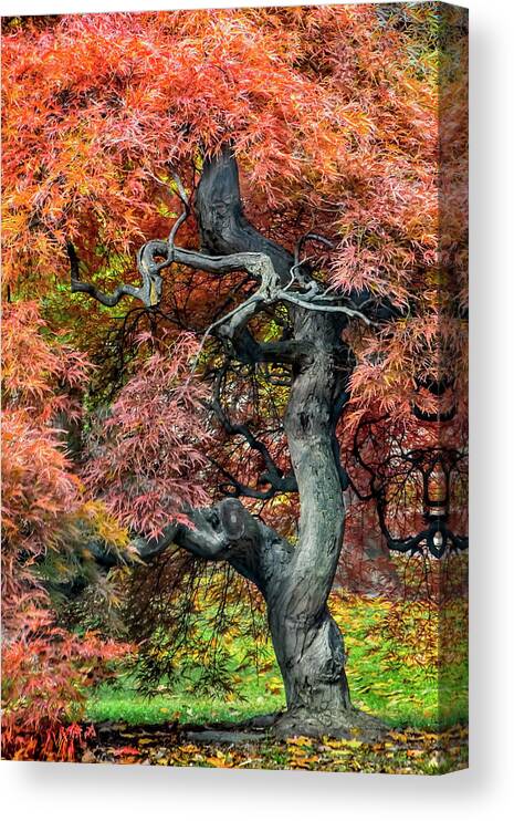 Landscape Canvas Print featuring the photograph Japanese Maple - Aged to Perfection by Betty Denise