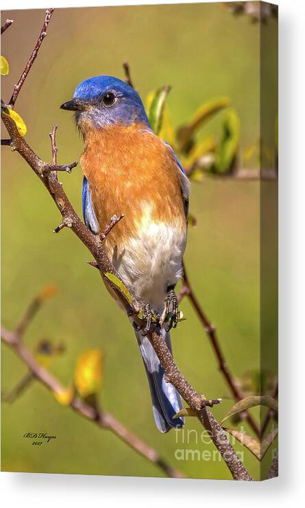 Bluebirds Canvas Print featuring the photograph Jekyll Bluebird by DB Hayes