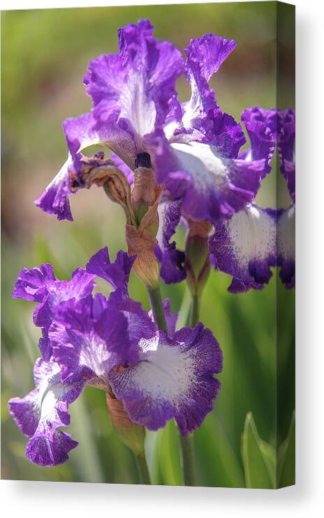 Jenny Rainbow Fine Art Photography Canvas Print featuring the photograph Jesse's Song 1. The Beauty of Irises by Jenny Rainbow