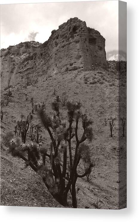  Canvas Print featuring the photograph Joshua Hillside by Heather Kirk