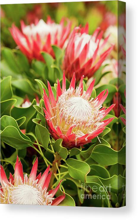 King Protea Canvas Print featuring the photograph King Protea flowers by Simon Bratt