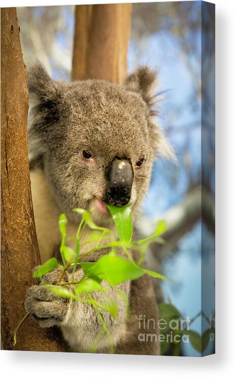  Australia Canvas Print featuring the photograph Koala by Timothy Hacker