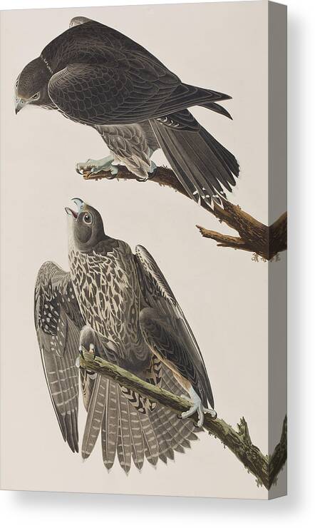 Labrador Falcon Canvas Print featuring the painting Labrador Falcon by John James Audubon