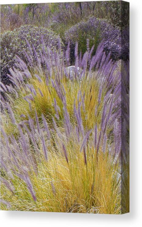 Grass Canvas Print featuring the photograph Landscape With Purple Grasses by Ben and Raisa Gertsberg