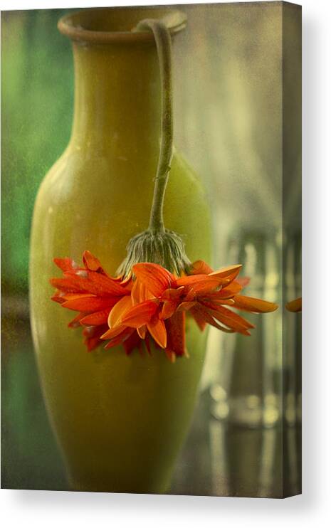 Daisy Canvas Print featuring the photograph Last Daisy by Jade Moon 