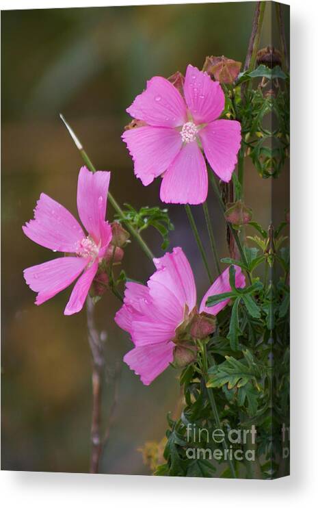 Photography Canvas Print featuring the photograph Late Bloomer by Sean Griffin