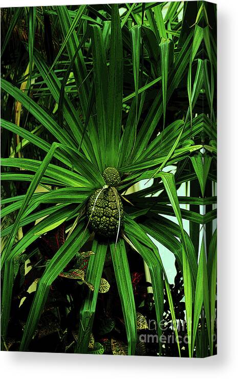 Hala Canvas Print featuring the photograph Lauhala Plant by Craig Wood