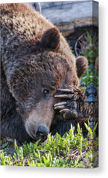 Bear Canvas Print featuring the photograph Lazy Bear by Wesley Aston