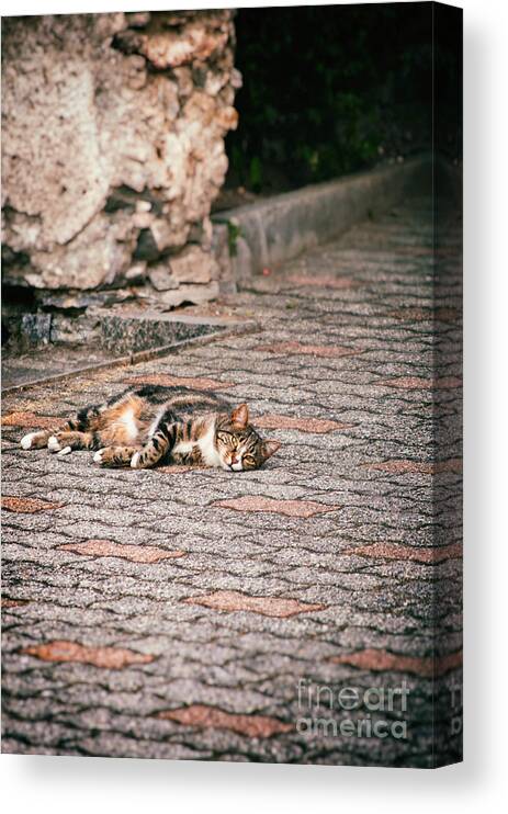 Animal Canvas Print featuring the photograph Lazy cat  by Silvia Ganora