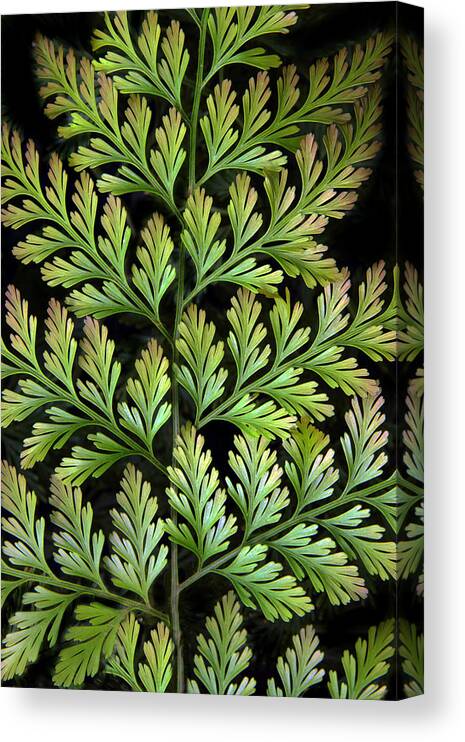 Leaf Canvas Print featuring the photograph Leaf Abstract by Jessica Jenney