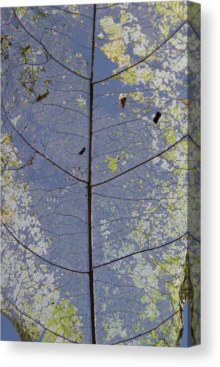 Leaf Canvas Print featuring the photograph Leaf structure by Debbie Cundy