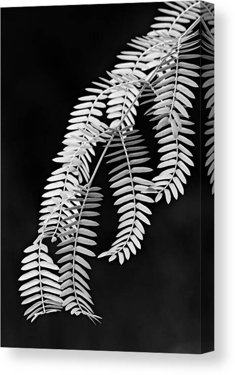 Leaf Canvas Print featuring the photograph Leaves-1-St Lucia by Chester Williams