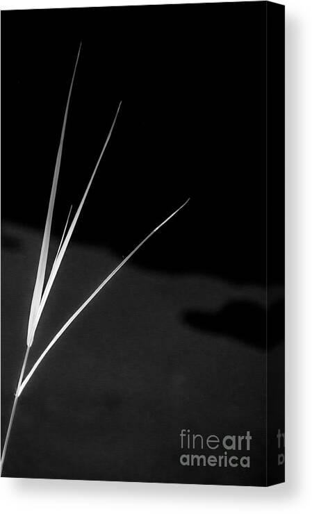 Grass Canvas Print featuring the photograph Leaves of Grass - Infrared by James Aiken