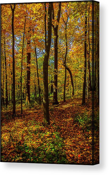 Illinois Canvas Print featuring the photograph Left or Right? Lost in the Woods by Roger Passman