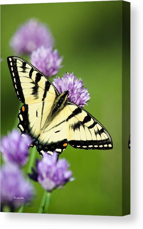 Butterfly Canvas Print featuring the photograph Beautiful Swallowtail Butterfly On Flowers by Christina Rollo