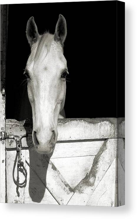A&p Canvas Print featuring the photograph Let's Go Ride by JAMART Photography