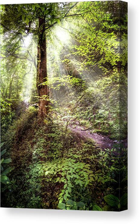 Appalachia Canvas Print featuring the photograph Light along the Trail by Debra and Dave Vanderlaan