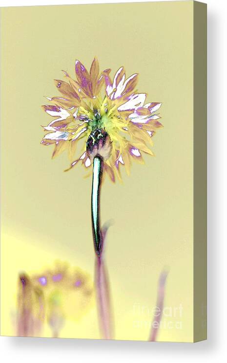 Flower Canvas Print featuring the photograph Light and Lovely by Dani McEvoy