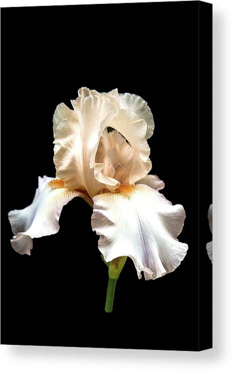 Flower Canvas Print featuring the photograph Light Pink Iris by Mike Stephens