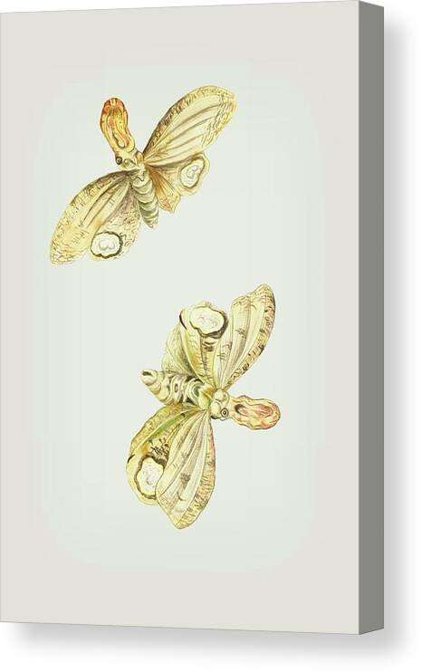 Light Canvas Print featuring the mixed media Light Producing Moth Called Lantern Bearer Cornelis Markee 1763 by Movie Poster Prints