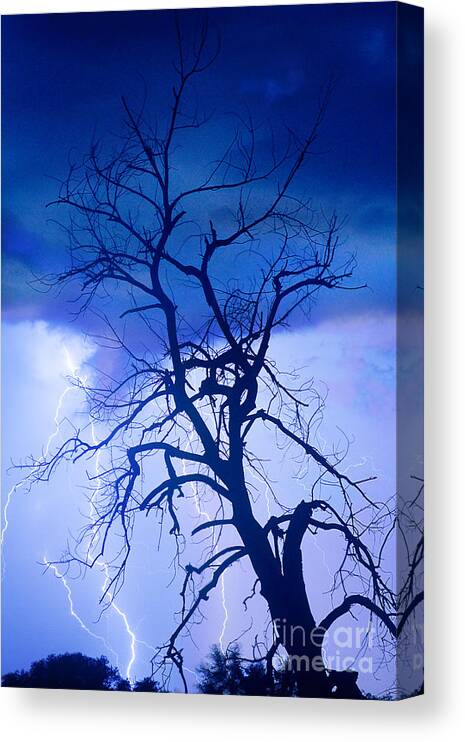 James Bo Insogna Canvas Print featuring the photograph Lightning Tree Silhouette Portrait by James BO Insogna