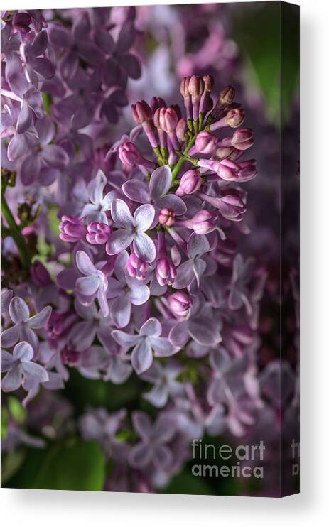Lilacs Canvas Print featuring the photograph Lilac Bouquet by Tamara Becker