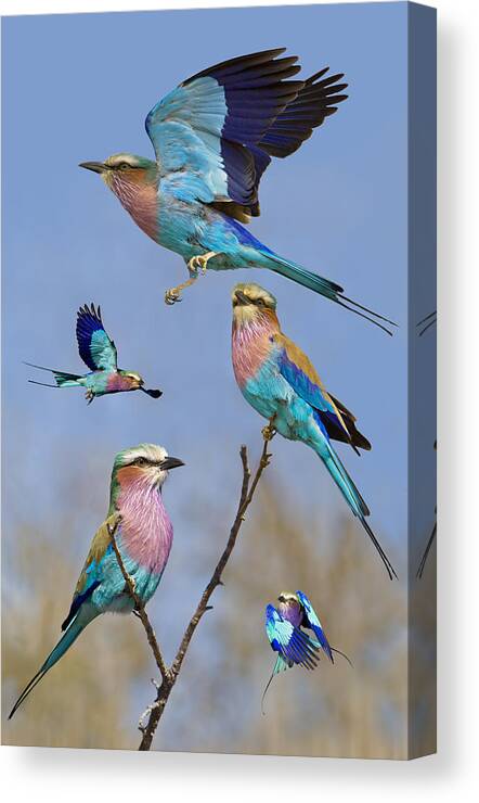 Bird Canvas Print featuring the photograph Lilac-breasted Roller Collage by Basie Van Zyl