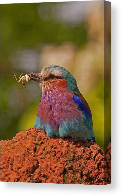 Lilac Canvas Print featuring the photograph Lilac Breasted Roller by Paul Scoullar