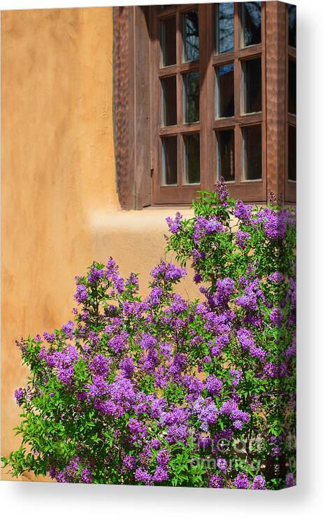 Lilacs Canvas Print featuring the photograph Lilacs and Adobe by Catherine Sherman