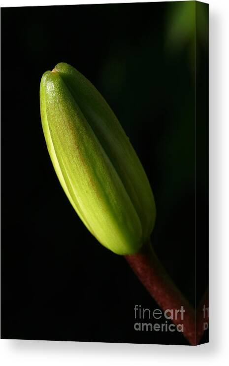 Flower Canvas Print featuring the photograph Lily Bud by Steve Augustin