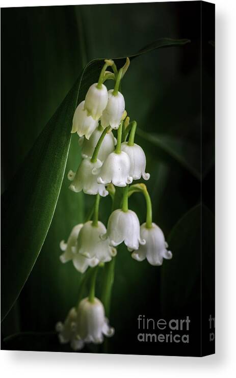 Lily Of The Valley Canvas Print featuring the photograph Lily Of The Valley Bouquet by Tamara Becker
