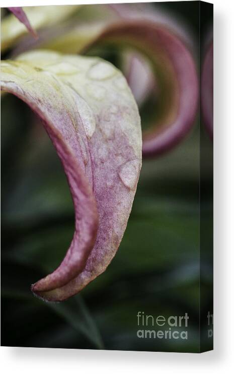 Red And Yellow Lily Canvas Print featuring the photograph Lily Petal by Steve Purnell