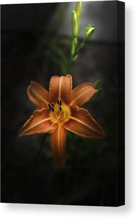 Lily Canvas Print featuring the photograph Lily Spotlight by Judy Hall-Folde