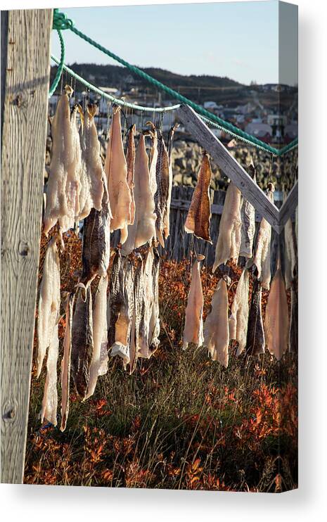 Bonavista Canvas Print featuring the photograph Lines with salt cod pieces drying in Bonavista, NL, Canada by Karen Foley