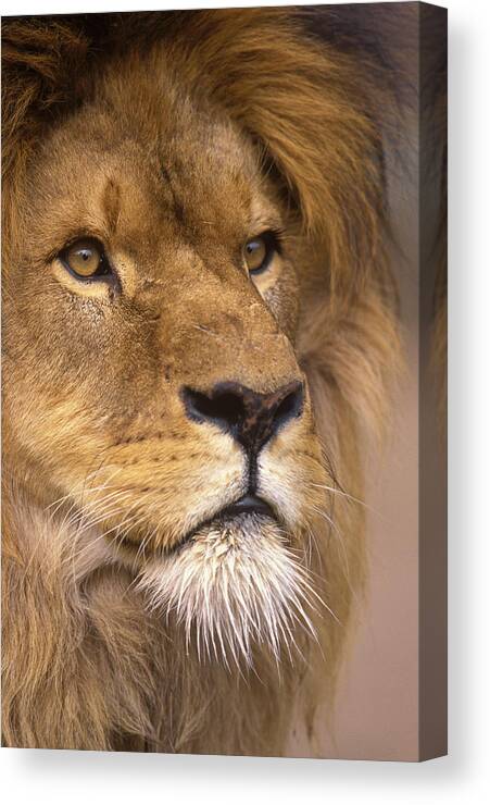 Africa Canvas Print featuring the photograph Lion portrait by Johan Elzenga