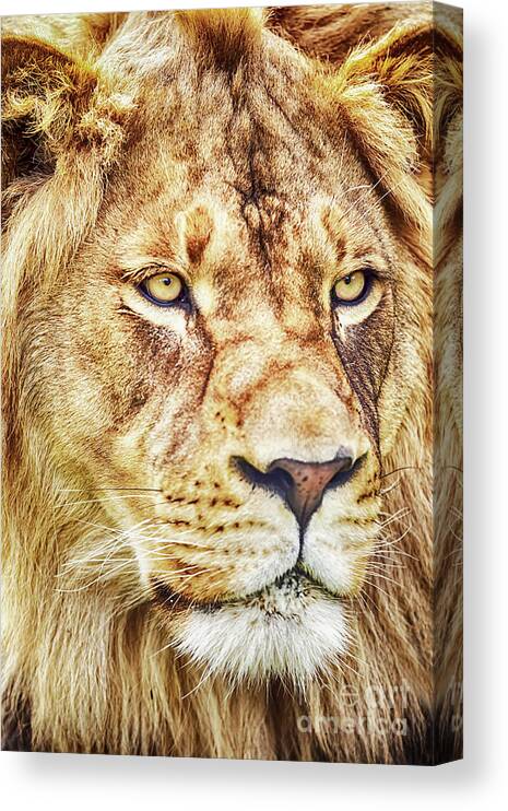 Lion Canvas Print featuring the photograph Lion is the King of the Jungle by David Millenheft