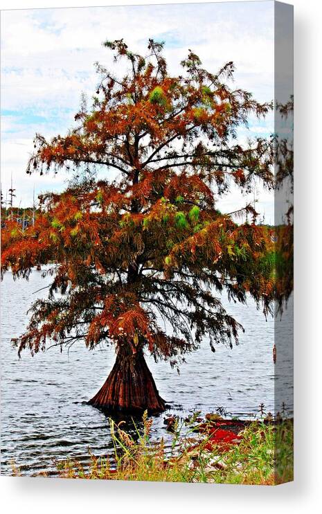 Lake Canvas Print featuring the photograph Lone Cypress Tree by KayeCee Spain